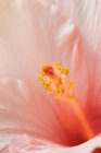 Extremo primer plano de estambre de flor rosa - foto de stock
