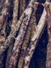 Close up view of different tree branches — Stock Photo
