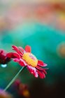 Close up view of red blooming daisy at spring — Stock Photo