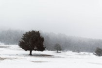 Tranquillo paesaggio di alberi verdi in inverno giorno nebbioso — Foto stock