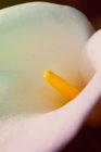 Extreme close up view of cala lilies — Stock Photo