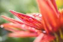 Detail of dew drops on flowers in spring — Stock Photo