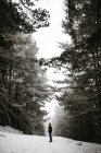 Vue latérale du touriste debout dans la forêt enneigée — Photo de stock