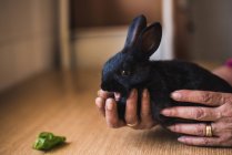 Crop mani femminili che tengono adorabile coniglio nero a tavola . — Foto stock