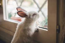Coelhinho branco inclinado na moldura da janela — Fotografia de Stock