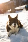 Retrato de cão iluminado pelo sol sentado na neve — Fotografia de Stock