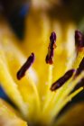 Extreme Nahaufnahme der gelben Lilienstaubgefäße — Stockfoto