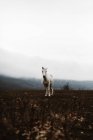 Belo cavalo branco grande de pé no campo no dia nebuloso
. — Fotografia de Stock