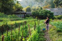 CHIANG RAI, THAILAND- 12 FEBBRAIO 2018: Vista laterale della donna in piedi e piante da irrigazione con tubo flessibile . — Foto stock