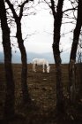 Белая лошадь на склоне холма против туманного ландшафта — стоковое фото