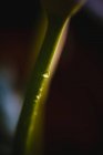 Sunlit drop of water on stem — Stock Photo