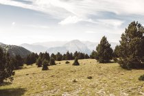 Malerische Landschaft mit wunderschönen immergrünen Wäldern und Bergen. — Stockfoto