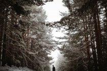 Crop turista in piedi nella foresta innevata — Foto stock