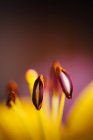 Detail of a Yellow Lily stamens over blurred background — Stock Photo