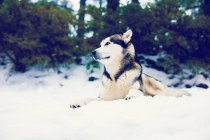 Husky disfrutando de las nieves de invierno en la naturaleza del bosque . - foto de stock