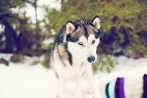 Retrato de Husky andando em neves de inverno na natureza — Fotografia de Stock