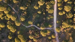 Intersección aérea de dos caminos en árboles verdes de verano al atardecer en la naturaleza - foto de stock