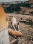 Mongrel dog stretching on rocky path — Stock Photo