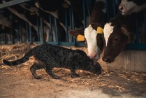 Gato com bezerros na fazenda — Fotografia de Stock