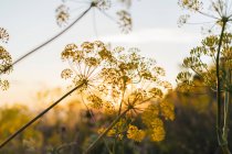 Blooming dill at sunset — Stock Photo
