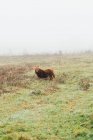 Каштановый пони пасущийся на лугу — стоковое фото