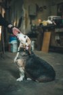 Hand streichelt alten Hund — Stockfoto