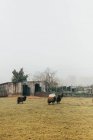 Pastoreio de ovelhas marrons no prado — Fotografia de Stock