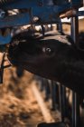 Calf eating milk from machine — Stock Photo