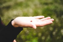 Ladybird на женской руке — стоковое фото