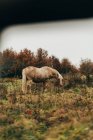 Pálido pastoreo de caballos en otoño naturaleza - foto de stock