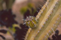 Шипы крупным планом на кактусе — стоковое фото