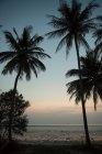 Palmiers et plage de sable au bord de la mer — Photo de stock