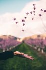 Hand throwing up pink flowers — Stock Photo