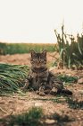 Симпатичный кот сидит и смотрит в сторону на фоне телят на ферме — стоковое фото
