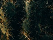 Close-up spiky cactus — Stock Photo