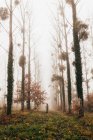 Mulher de pé na floresta nebulosa — Fotografia de Stock