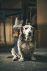 Vecchio cane seduto sul pavimento — Foto stock