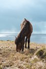 Выпас лошадей на берегу — стоковое фото