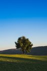 Einzelner saftig grüner Baum, der im Hochland auf einer grünen Wiese mit schönem blauen Himmel auf dem Hintergrund wächst. — Stockfoto