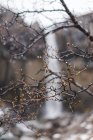 Frühlingsknospen und Wassertropfen am Baum — Stockfoto