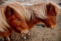 Deux poneys debout ensemble sur la prairie — Photo de stock