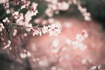 Розовое цветущее миндальное дерево — стоковое фото