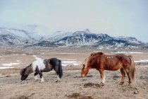 Ponies grazing at mountains — Stock Photo