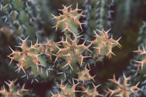 Gros plan cactus vert piquant — Photo de stock