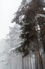 Árvores de abeto em floresta branca nevada — Fotografia de Stock