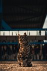 Carino gatto seduto e guardando lontano sullo sfondo di vitelli in una fattoria — Foto stock