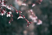 Pink blooming almond tree twig — Stock Photo