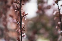 Branch with soft pink flowers — Stock Photo