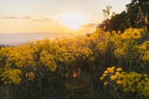 Fioritura fiori selvatici gialli al tramonto — Foto stock