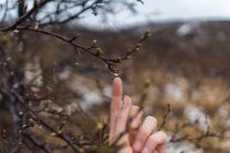 Main humaine touchant les bourgeons de printemps — Photo de stock